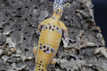 Female Firebold lavender pos. het Cipher