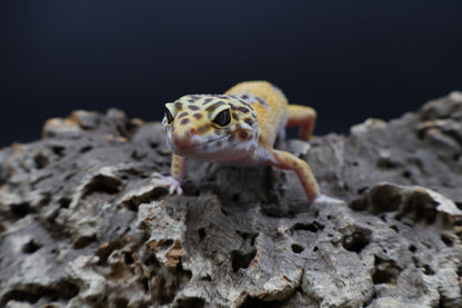 Female Firebold lavender pos. het Cipher