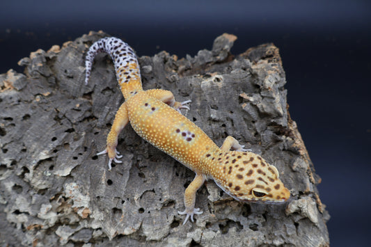 Male Mandarin Turcmenicus