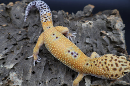 Male Mandarin Turcmenicus