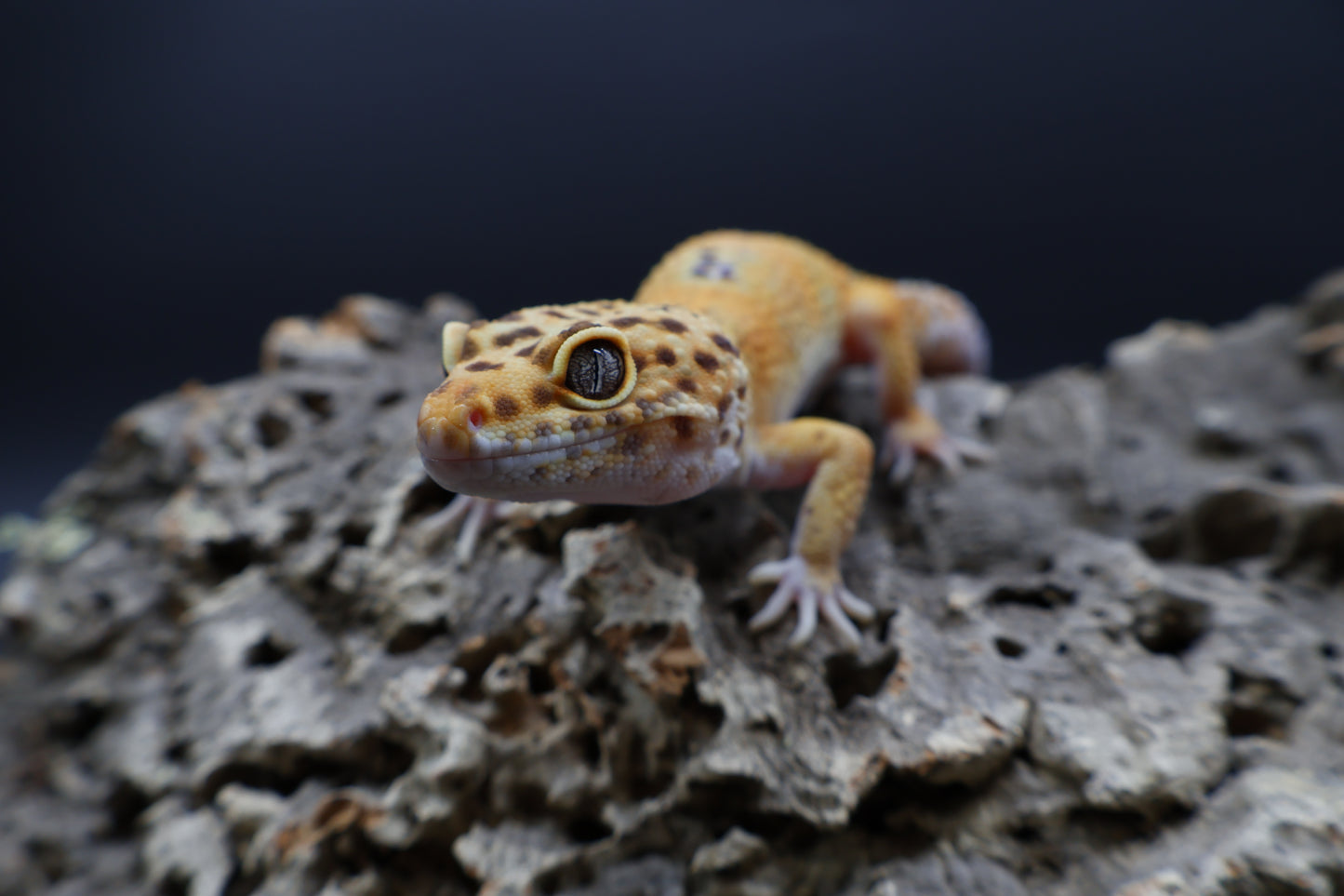Male Mandarin Turcmenicus