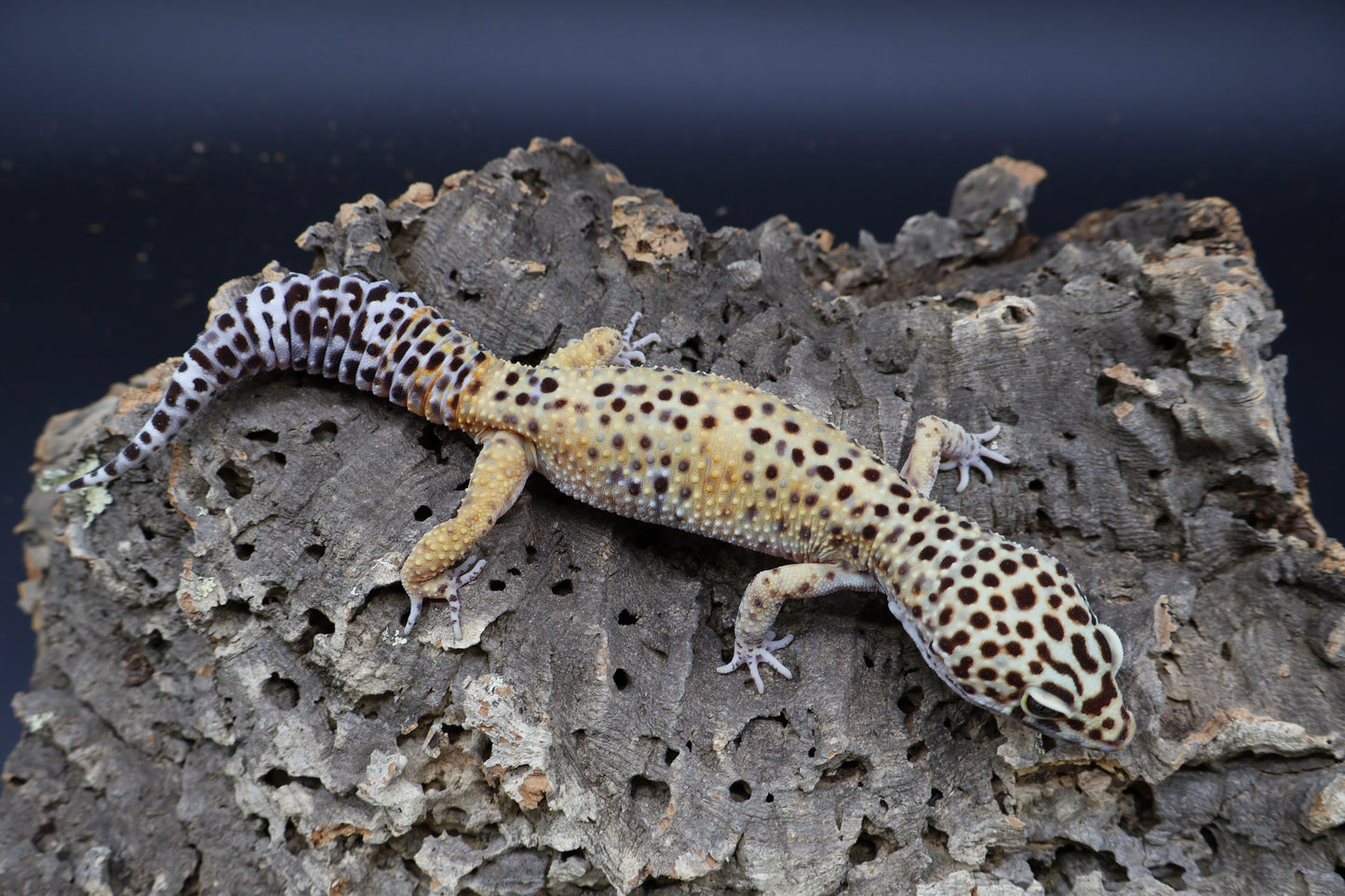 Male 50% Black Night 50% Mandarin