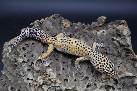 Male 50% Black Night 50% Mandarin