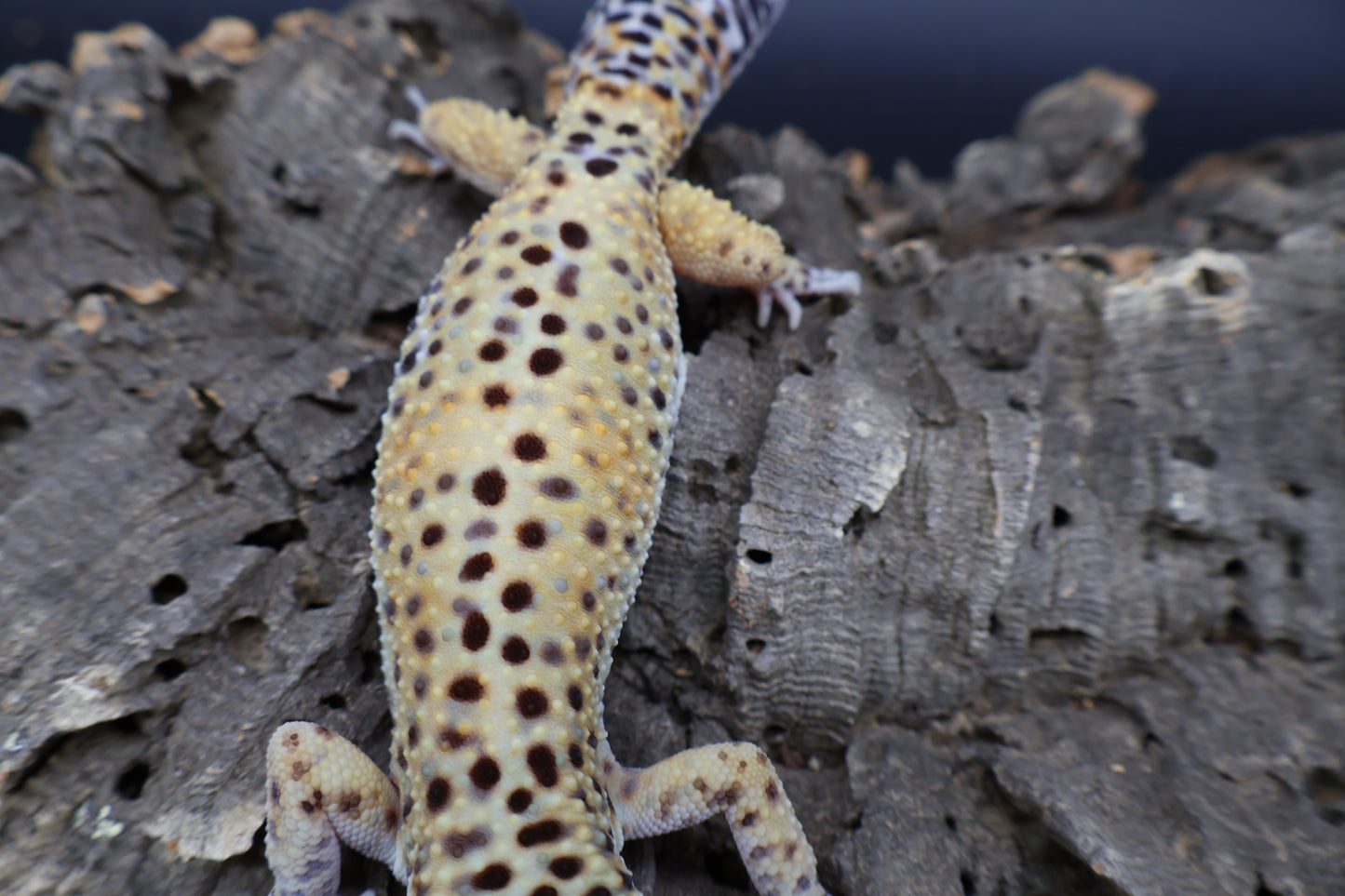 Male 50% Black Night 50% Mandarin
