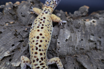 Male 50% Black Night 50% Mandarin