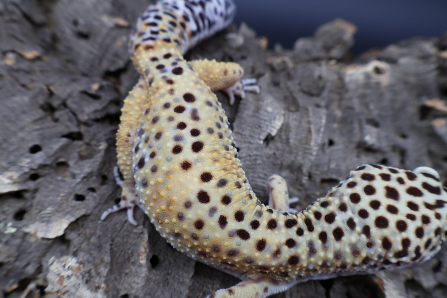 Male 50% Black Night 50% Mandarin