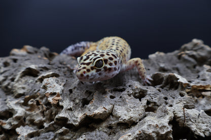 Male 50% Black Night 50% Mandarin