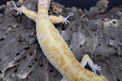 Male Inferno Bold White & Yellow Tremper Albino