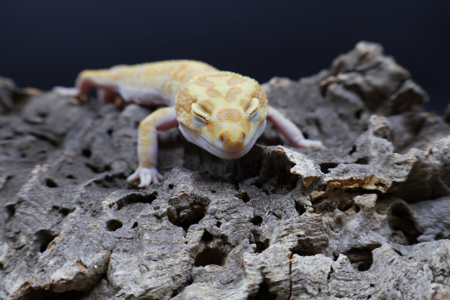Male Inferno Bold White & Yellow Tremper Albino