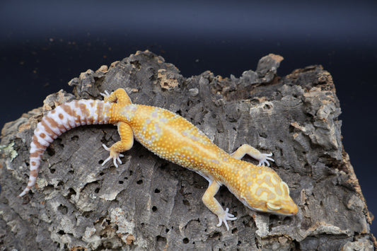 Male Mandarin Turcmenicus Tremper Albino