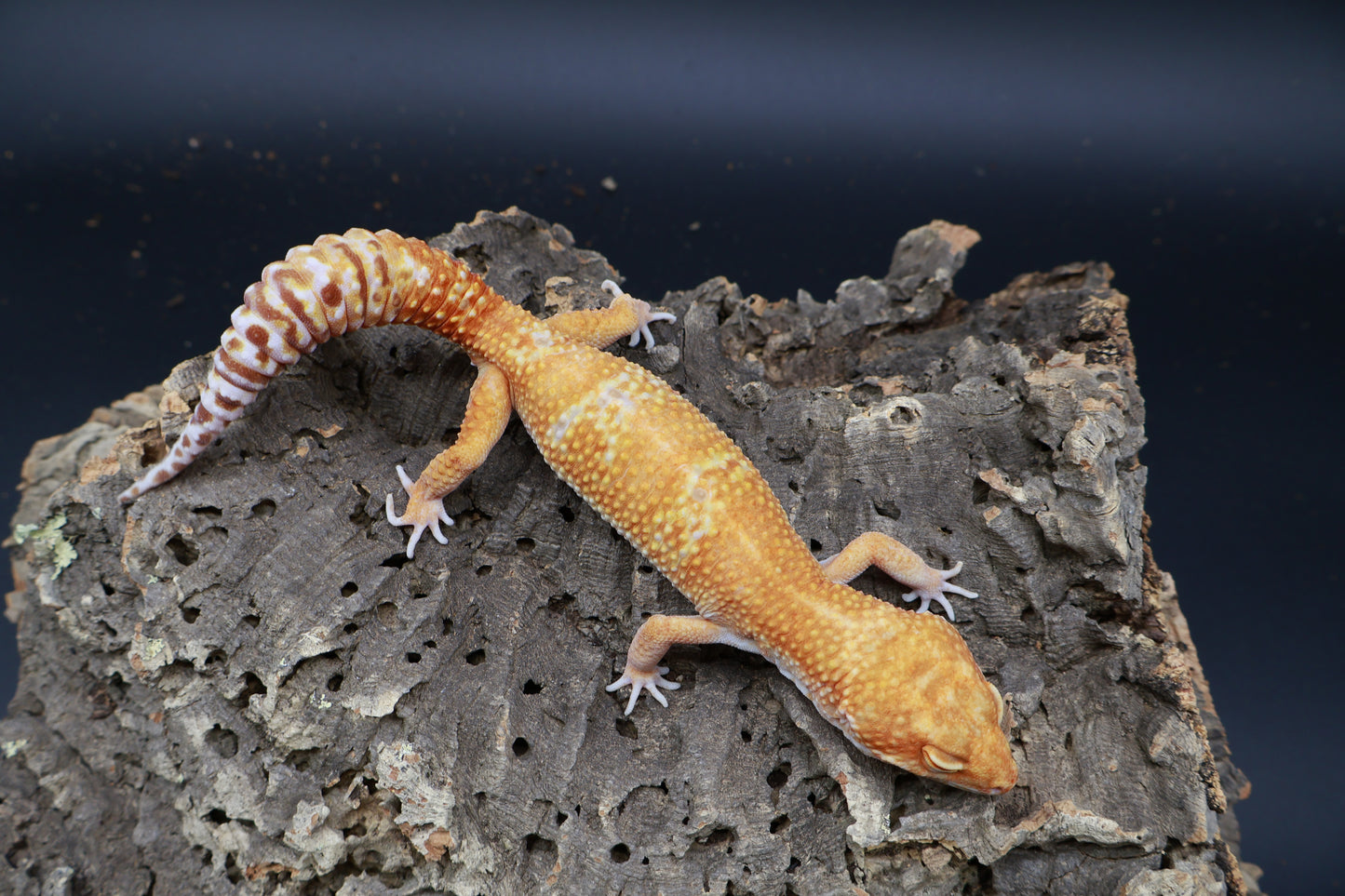Male Mandarin Inferno Tremper Albino Jungle