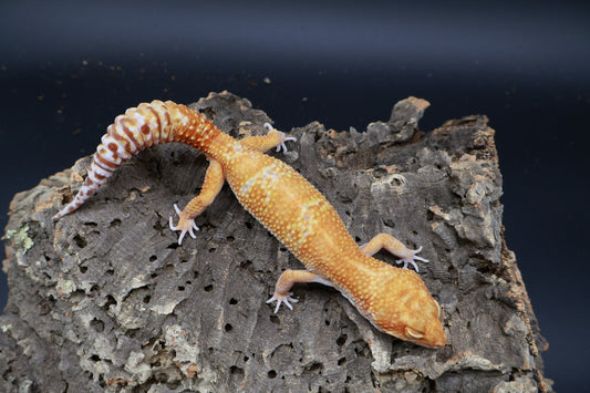 Male Mandarin Inferno Tremper Albino Jungle