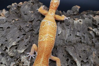 Male Mandarin Inferno Tremper Albino Jungle