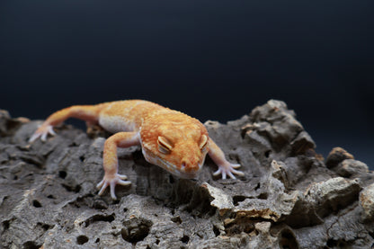 Male Mandarin Inferno Tremper Albino Jungle