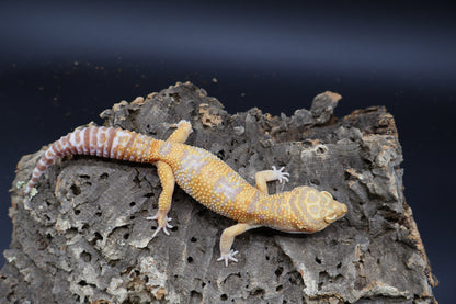 Male Mandarin Turcmenicus Tremper Albino