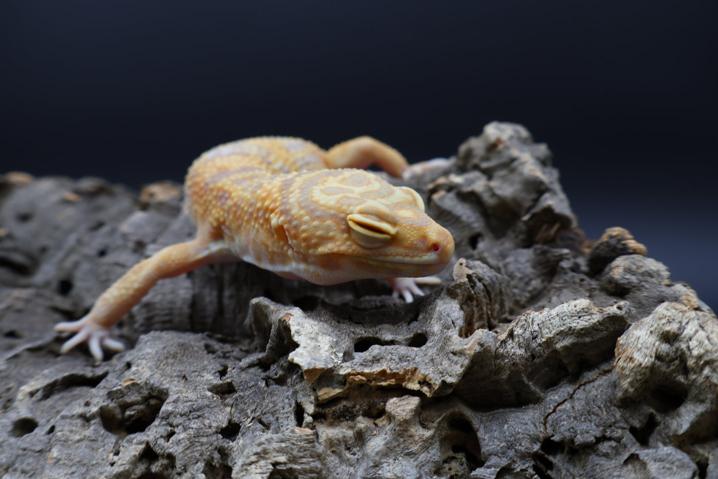 Male Mandarin Turcmenicus Tremper Albino