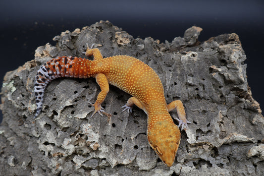 Female Giant Mandarin Inferno Blood Emerine