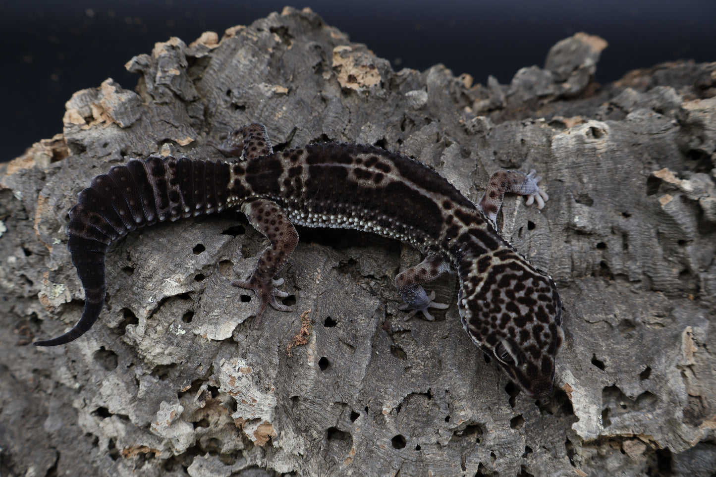 Female Black Night (A-Tier)