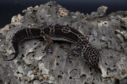 Female Black Night (A-Tier)