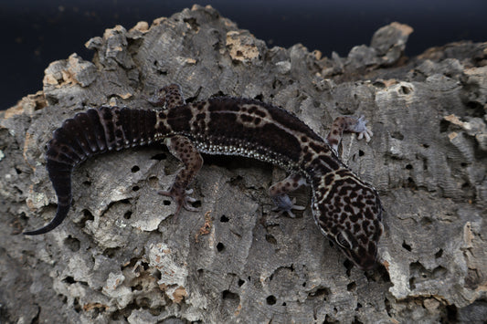 Female Black Night (A-Tier)