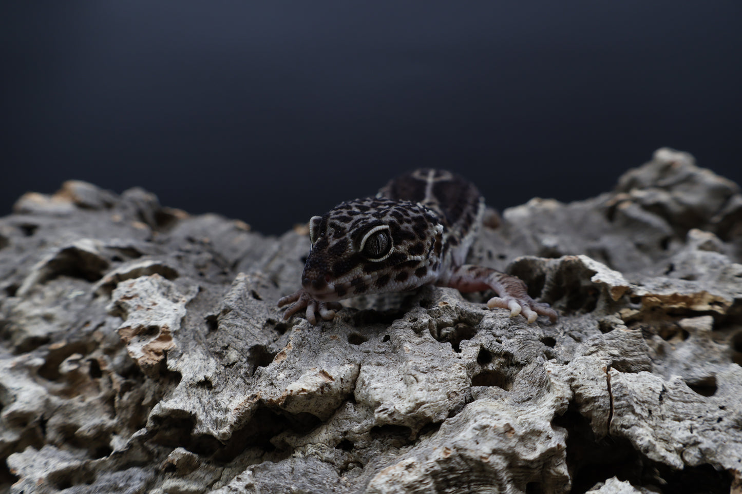 Female Black Night (A-Tier)