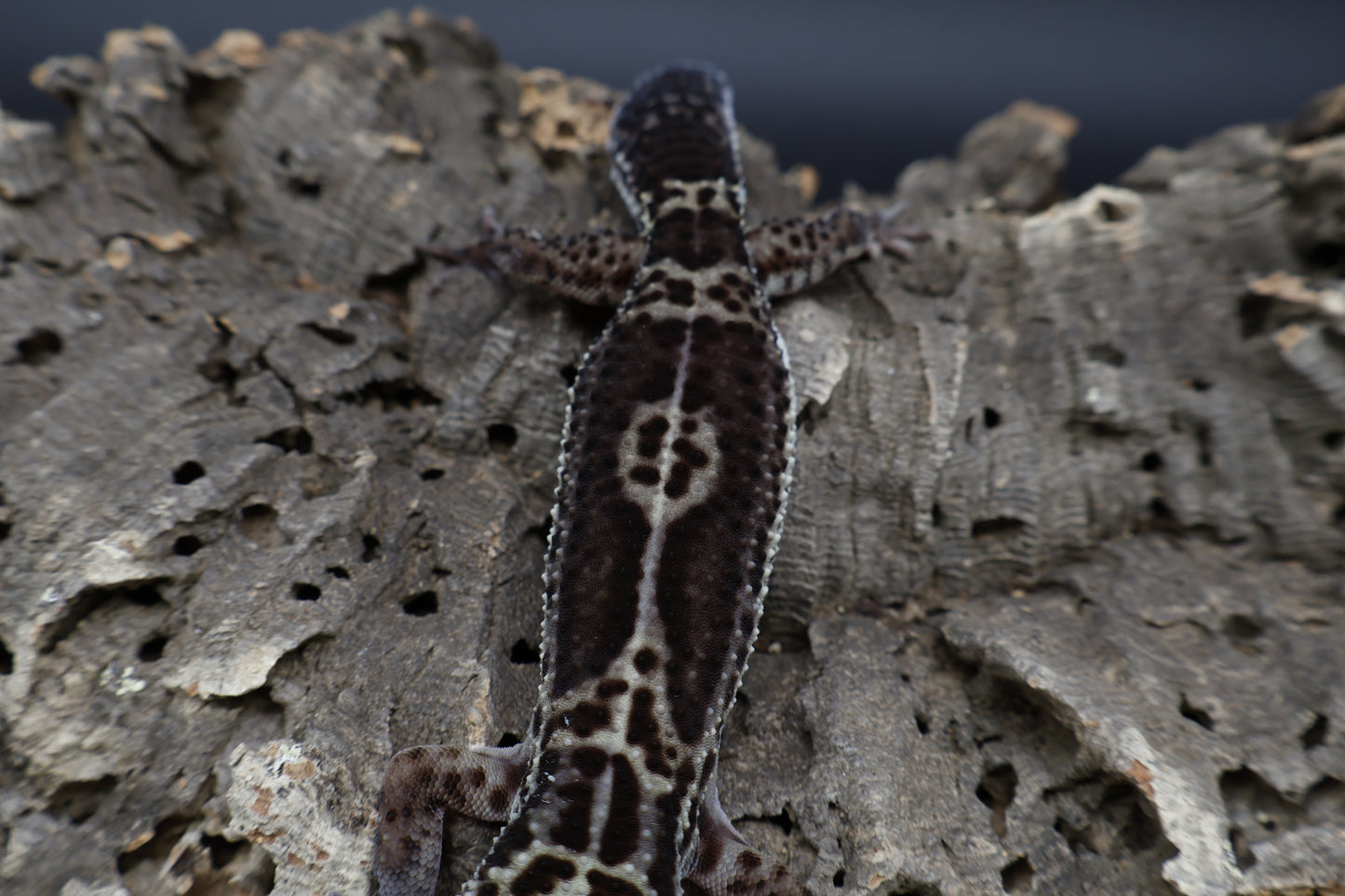 Female Black Night (A-Tier)