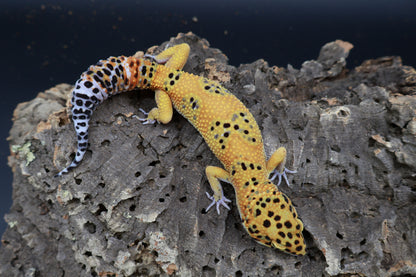 Female Giant Firebold Blood Emerine pos. het Cipher