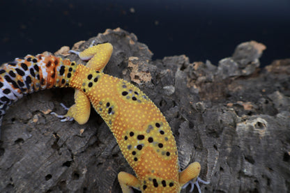 Female Giant Firebold Blood Emerine pos. het Cipher