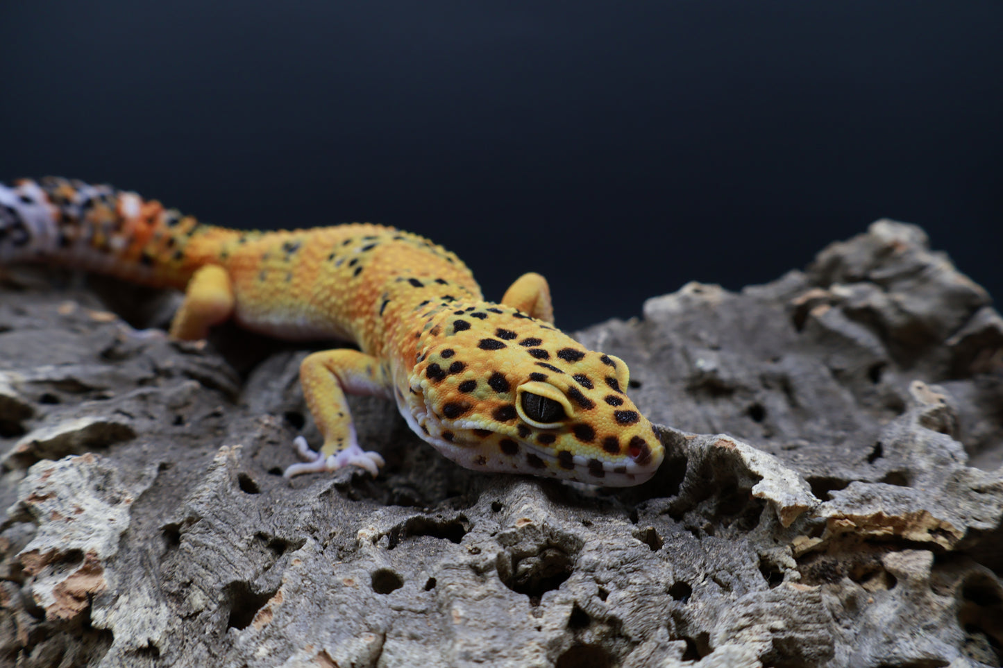 Female Giant Firebold Blood Emerine pos. het Cipher