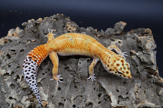 Female Mandarin Inferno Bold 100% het Tremper Albino possible W&Y