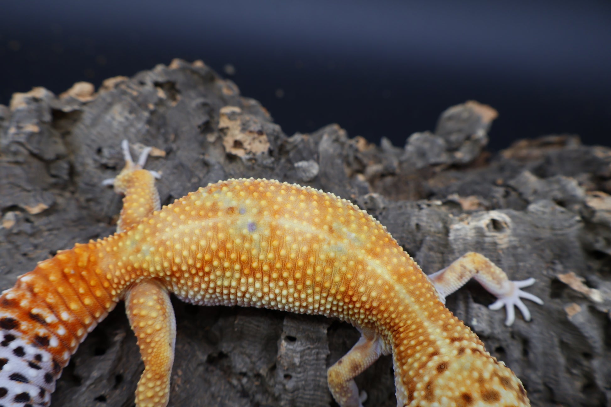 Female Mandarin Inferno Bold 100% het Tremper Albino possible W&Y ...
