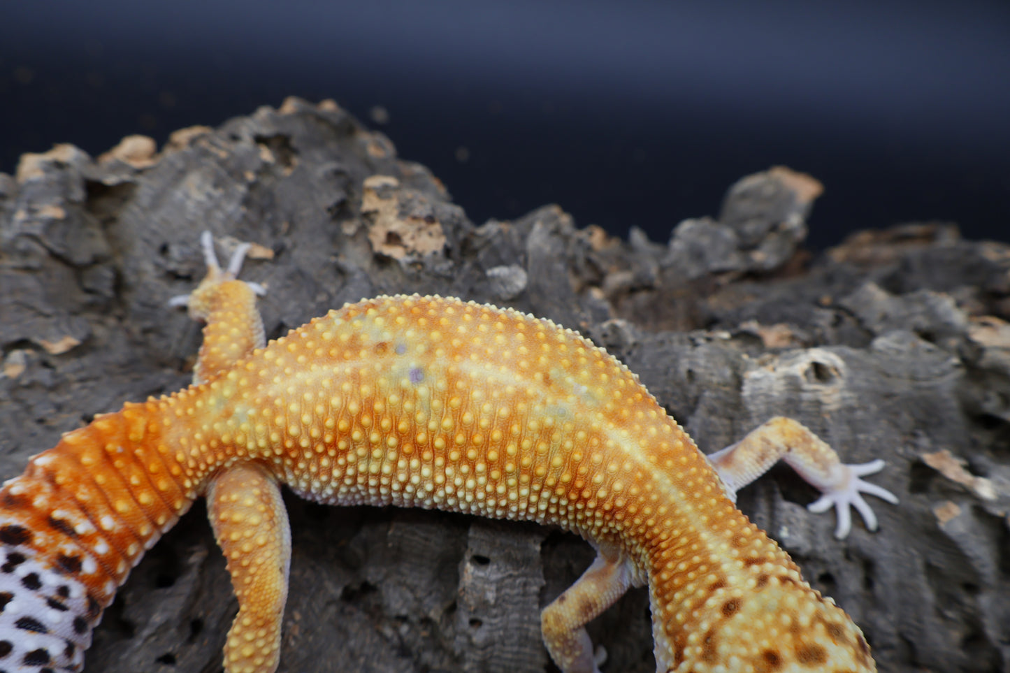 Female Mandarin Inferno Bold 100% het Tremper Albino possible W&Y