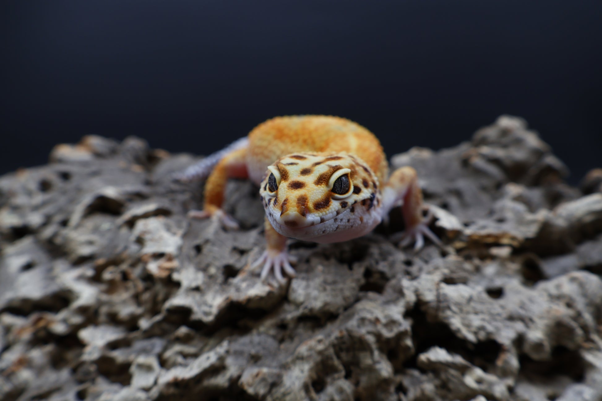 Female Mandarin Inferno Bold 100% het Tremper Albino possible W&Y ...