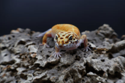 Female Mandarin Inferno Bold 100% het Tremper Albino possible W&Y