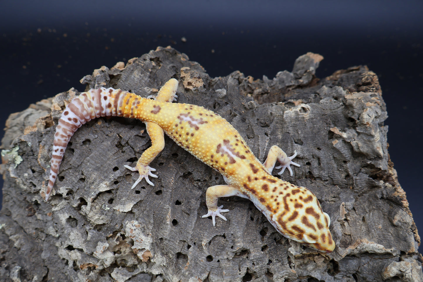 Male Super Giant Blood Bell Albino 100% het Eclipse