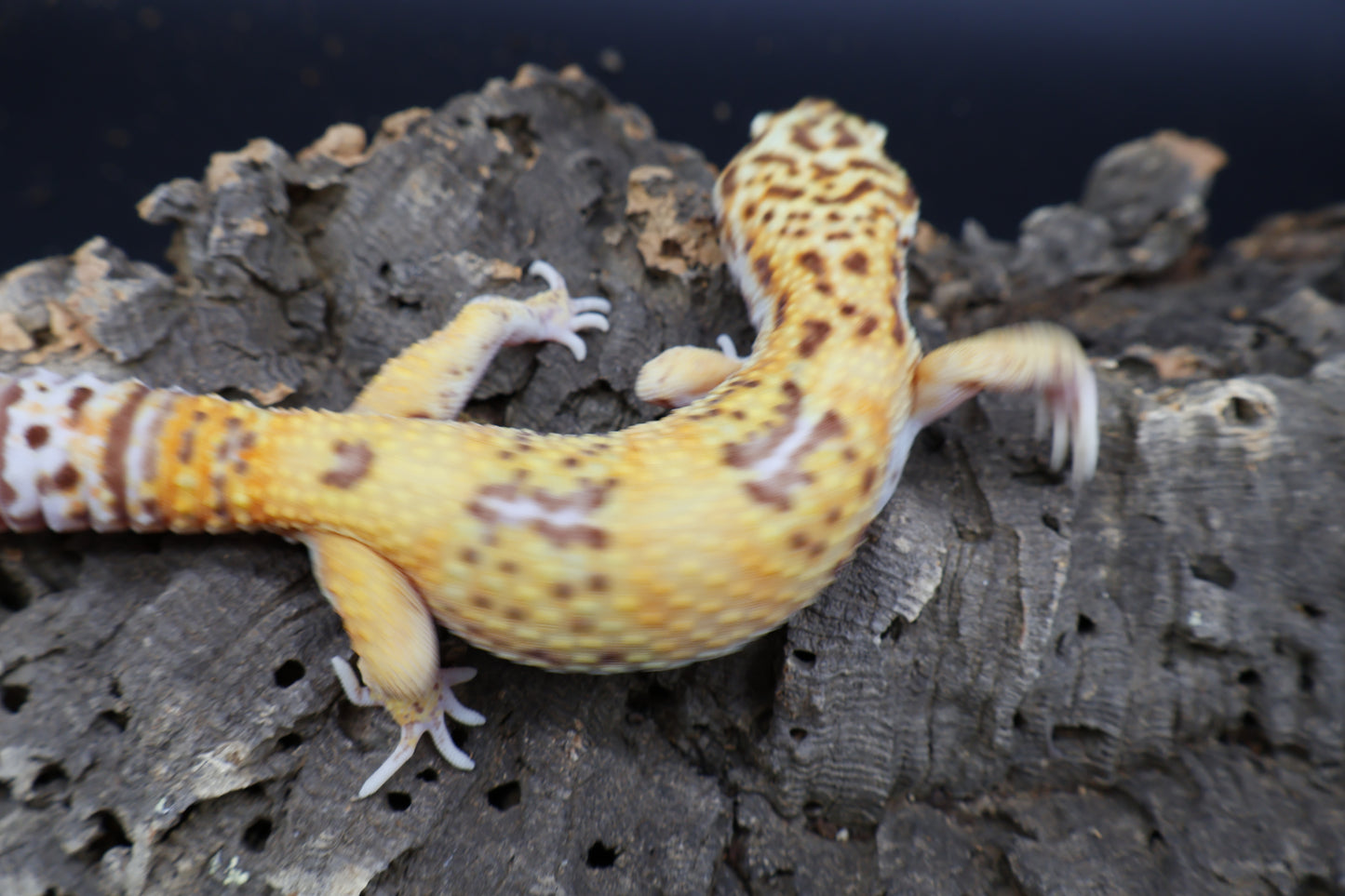 Male Super Giant Blood Bell Albino 100% het Eclipse
