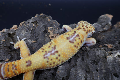 Male Super Giant Blood Bell Albino 100% het Eclipse