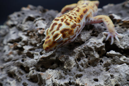 Male Super Giant Blood Bell Albino 100% het Eclipse
