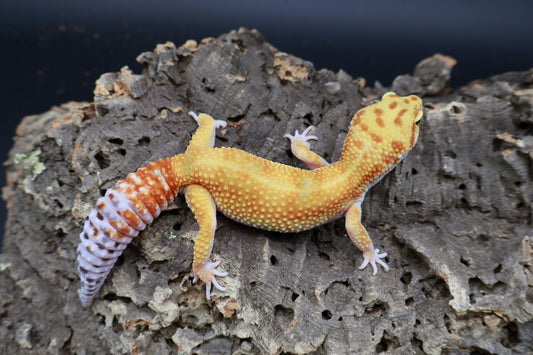 Female Mandarin Inferno Bold W&Y 100% het Tremper Albino (slight back bump / curve tail tip; does not effect gecko)