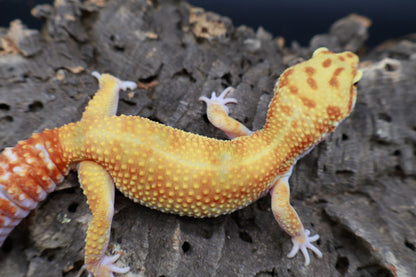 Female Mandarin Inferno Bold W&Y 100% het Tremper Albino (slight back bump / curve tail tip; does not effect gecko)