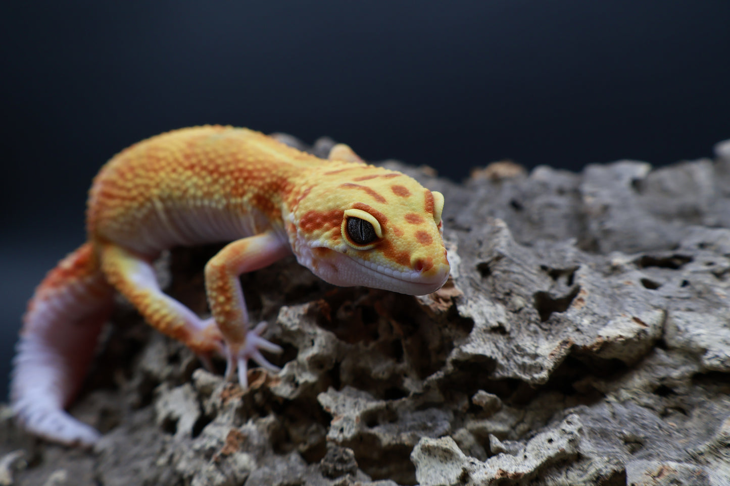 Female Mandarin Inferno Bold W&Y 100% het Tremper Albino (slight back bump / curve tail tip; does not effect gecko)