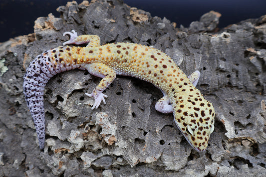 Male Super Giant Blood Eclipse 100% het Bell Albino (White Legs / Front Feet)