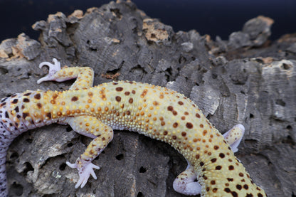 Male Super Giant Blood Eclipse 100% het Bell Albino (White Legs / Front Feet)
