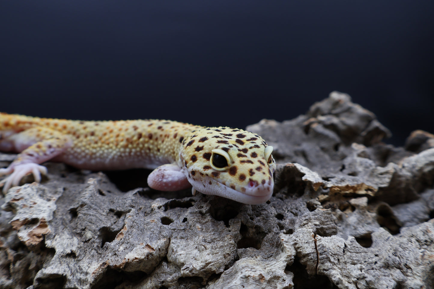Male Super Giant Blood Eclipse 100% het Bell Albino (White Legs / Front Feet)