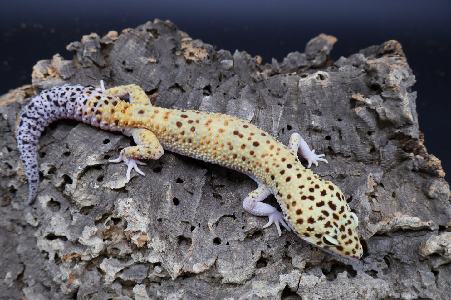Male Super Giant Blood Eclipse 100% het Bell Albino (White Legs / Front Feet)