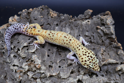 Male Super Giant Blood Eclipse 100% het Bell Albino (White Legs / Front Feet)