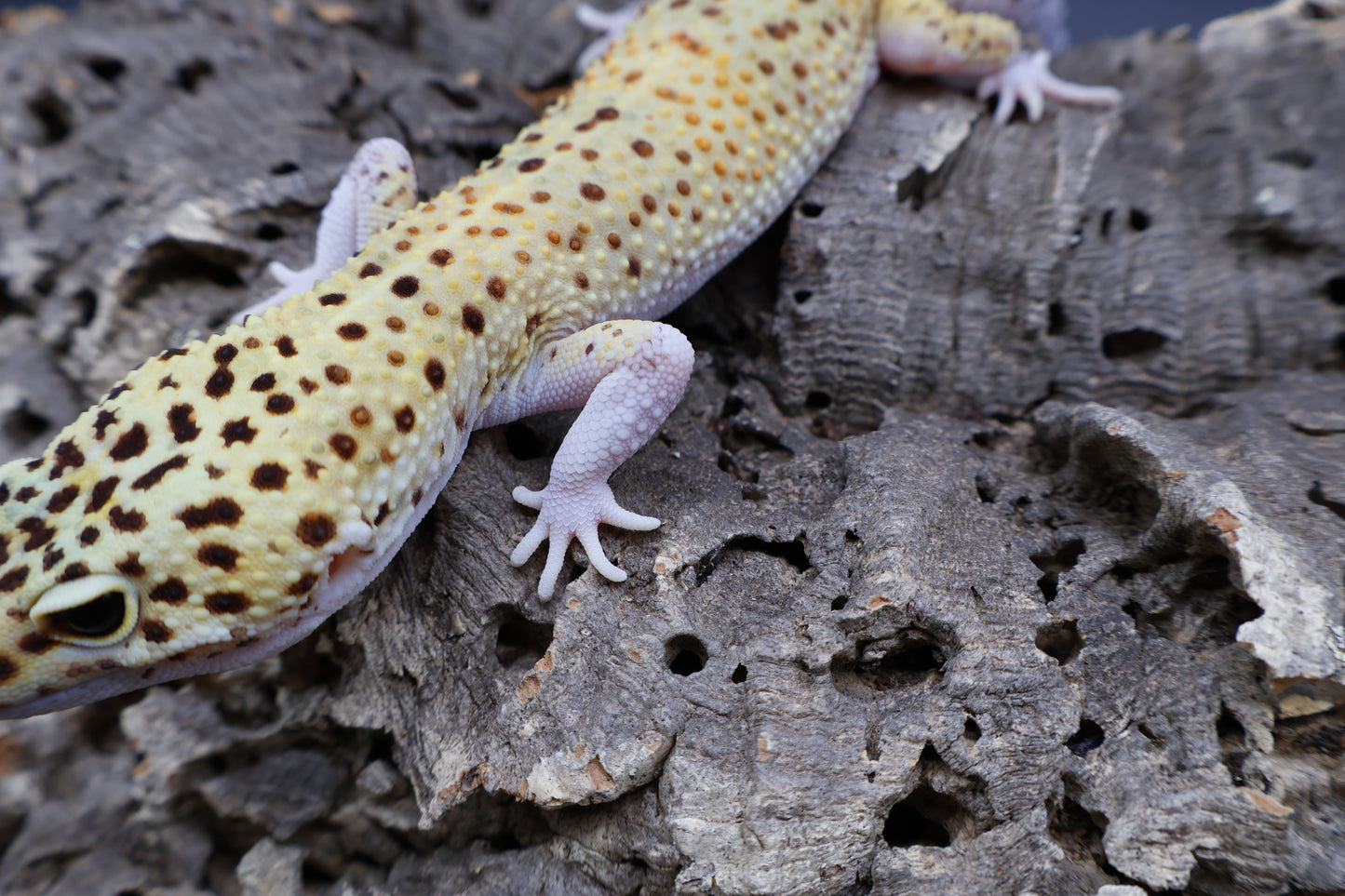 Male Super Giant Blood Eclipse 100% het Bell Albino (White Legs / Front Feet)