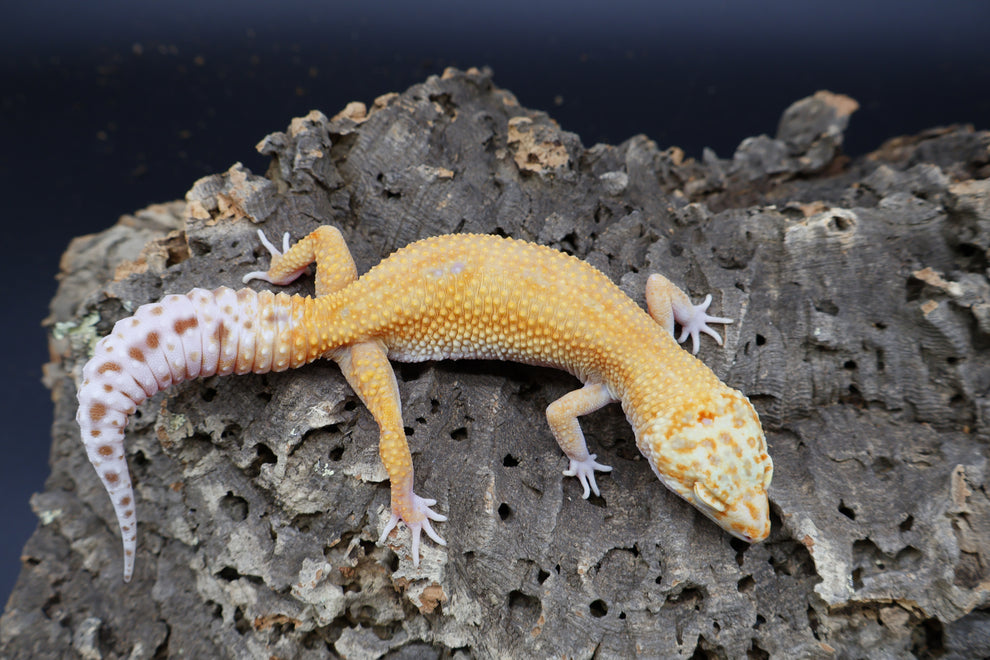 Female Mandarin Bold Eclipse Tremper Albino Green Head possible W&Y ...