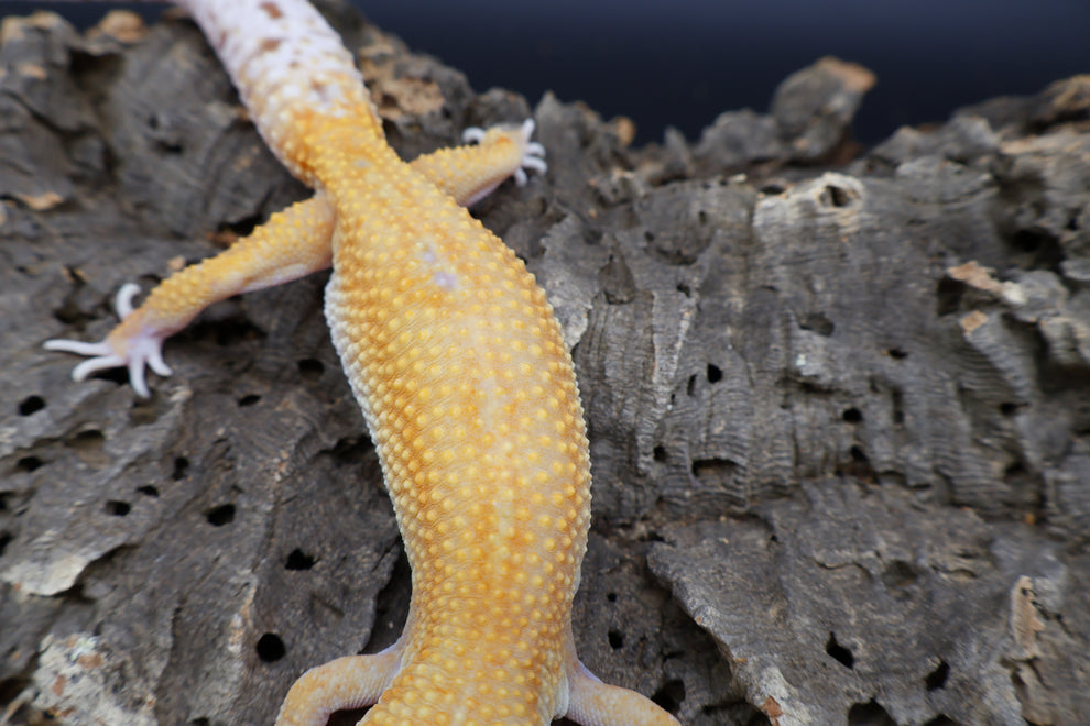 Female Mandarin Bold Eclipse Tremper Albino Green Head possible W&Y ...