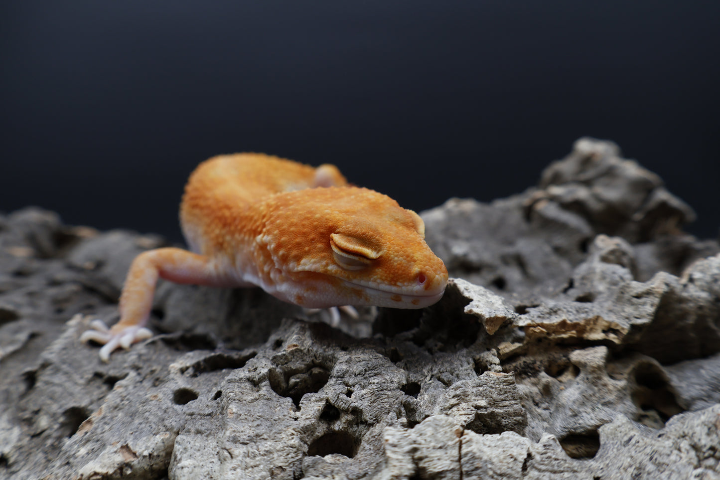 Female Mandarin Inferno Tremper Albino White Lip